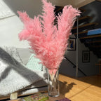 Elowin | Dried Pampas Grass for Boho Home Decor Accent