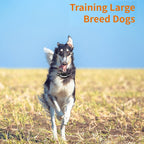 Guler de dresaj pentru câini wireless NovaPaw Tech cu semnal clar