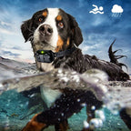 NovaPaw Remote Training Collar for Dogs with 300m Range