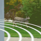 Zonne Ultrasonische Konijnenverjager Met Knipperend Licht